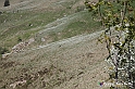 VBS_2620 - Fioritura Narcisi Castelnuovo Nigra 2022 e campi di papaveri rossi